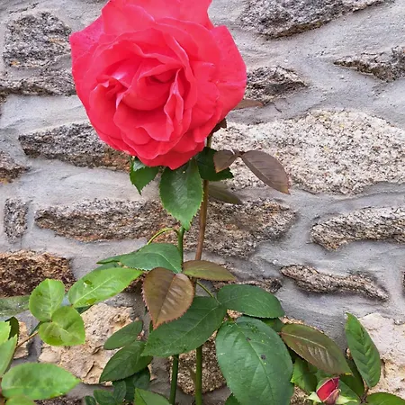 De La Gouvrie דירה Pacé