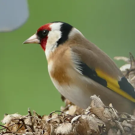 Lejlighed De La Gouvrie Pacé