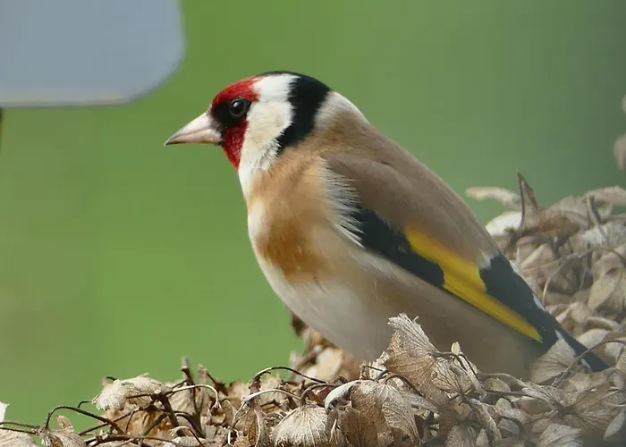 Διαμέρισμα De La Gouvrie Pacé